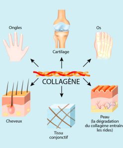 Collagène à boire